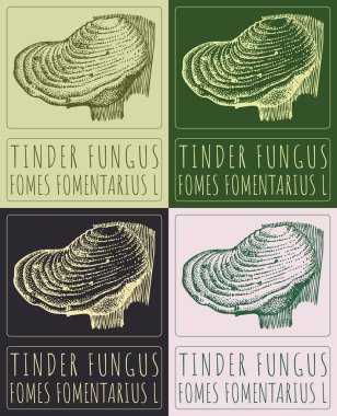 Çeşitli renklerde TINDER FUNGUS çizen vektör kümesi. El çizimi çizimi. Latince adı FOMES FOMENTARIUS L.