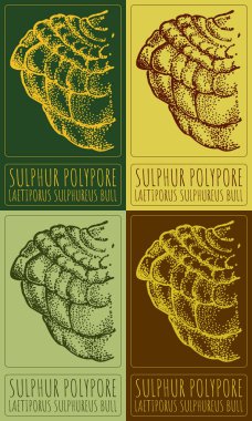 Set of vector drawing SULPHUR POLYPORE in various colors. Hand drawn illustration. The Latin name is LAETIPORUS SULPHUREUS BULL.