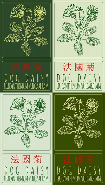 stock vector Set of vector drawing DOG DAISY in Chinese in various colors. Hand drawn illustration. The Latin name is LEUCANTHEMUM VULGARE LAM.