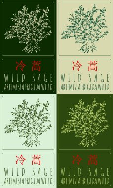 Çince değişik renklerde WILD SAGE çizimi. El çizimi çizimi. Latince adı ARTEMISIA FRIGIDA WILLD.