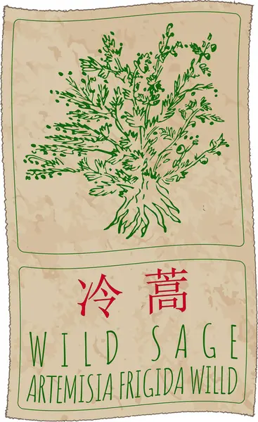 stock image Drawing WILD SAGE in Chinese. Hand drawn illustration. The Latin name is ARTEMISIA FRIGIDA WILLD.