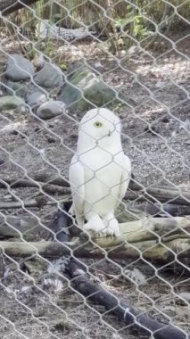 Karlı ya da kutup baykuşu etrafa bakar. Nyctea scandiaca veya Bubo scandiacus. Portland, Oregon Hayvanat Bahçesi.