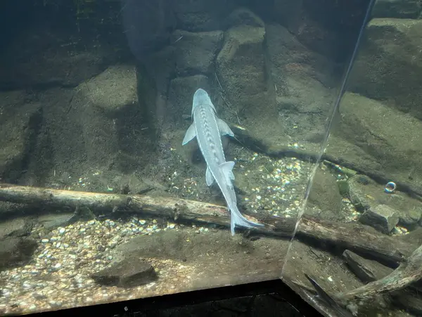 stock image Pacific sturgeon in the aquarium at the Portland Zoo, Oregon, USA. Acipenser medirostris.