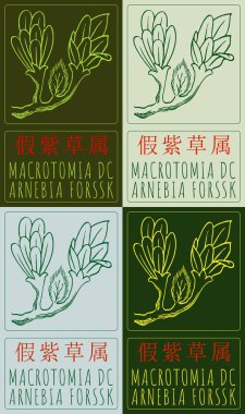 Çince MACROTOMIA DC 'yi çeşitli renklerde çizen vektör kümesi. El çizimi çizimi. Latince adı ARNEBIA ForSSK.