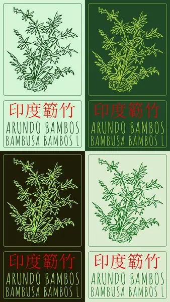 stock image Set of drawing ARUNDO BAMBOS in Chinese in various colors. Hand drawn illustration. The Latin name is BAMBUSA BAMBOS L.