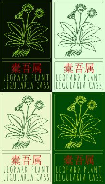 Set of drawing LEOPARD PLANT in Chinese in various colors. Hand drawn illustration. Latin name is LIGULARIA CASS. clipart