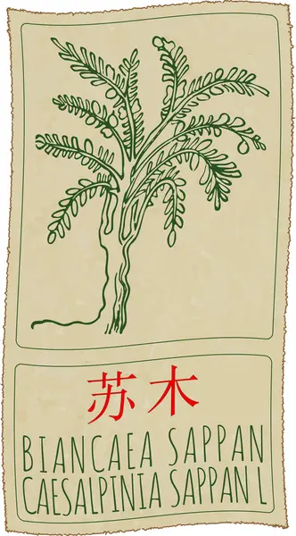 Stock image Drawing BIANCAEA SAPPAN in Chinese. Hand drawn illustration. The Latin name is CAESALPINIA SAPPAN L.