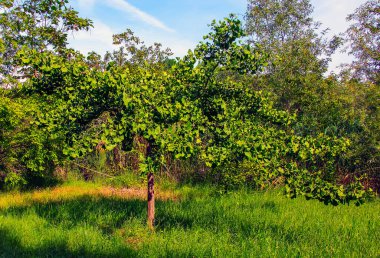 Taze yeşil yapraklar ve bir sandık Ginkgo biloba. Latince adı Ginkgo biloba L. Slovakya 'da Nitra' da bir ginkgo ağacının dalları..