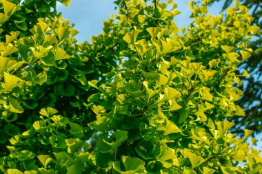 Taze yeşil ginkgo biloba yaprakları. Latince adı Ginkgo biloba L. Slovakya 'da Nitra' da bir ginkgo ağacının dalları..