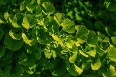 Taze yeşil ginkgo biloba yaprakları. Latince adı Ginkgo biloba L. Slovakya 'da Nitra' da bir ginkgo ağacının dalları..