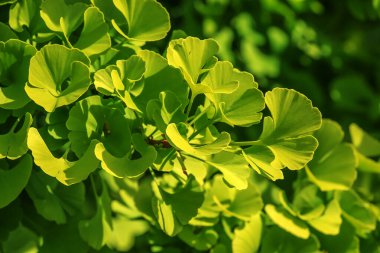 Taze yeşil ginkgo biloba yaprakları. Latince adı Ginkgo biloba L. Slovakya 'da Nitra' da bir ginkgo ağacının dalları..