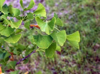 Taze yeşil ginkgo biloba yaprakları. Latince adı Ginkgo biloba L. Slovakya 'da Nitra' da bir ginkgo ağacının dalları..