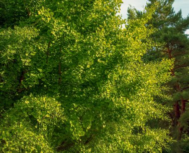 Taze yeşil ginkgo biloba yaprakları. Latince adı Ginkgo biloba L. Slovakya 'da Nitra' da bir ginkgo ağacının dalları..