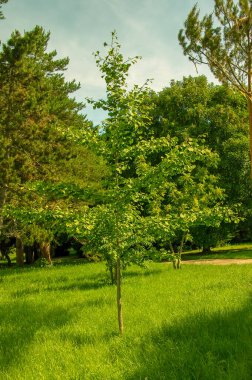 Taze yeşil yapraklar ve bir sandık Ginkgo biloba. Latince adı Ginkgo biloba L. Slovakya 'da Nitra' da bir ginkgo ağacının dalları..
