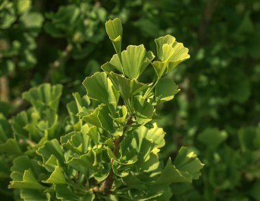 Taze yeşil ginkgo biloba yaprakları. Latince adı Ginkgo biloba L. Slovakya 'da Nitra' da bir ginkgo ağacının dalları..