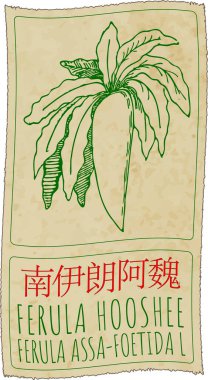 Drawing FERULA HOOSHEE in Chinese. Hand drawn illustration. The Latin name is FERULA ASSA-FOETIDA L. clipart