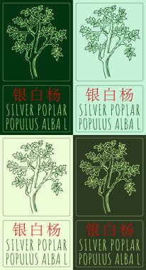 Çince SILVER POPLAR 'ın çeşitli renklerde çizimi. El çizimi çizimi. Latince adı POPULUS ALBA L.