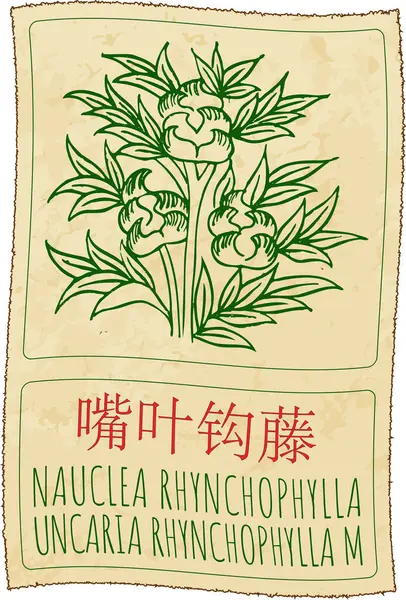 stock image Drawing NAUCLEA RHYNCHOPHYLLAR in Chinese. Hand drawn illustration. Latin name is UNCARIA RHYNCHOPHYLLA M.