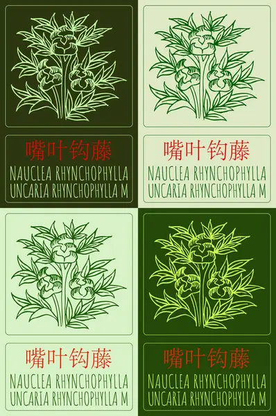 stock image Set of drawing NAUCLEA RHYNCHOPHYLLA in Chinese in various colors. Hand drawn illustration. Latin name is UNCARIA RHYNCHOPHYLLA M.