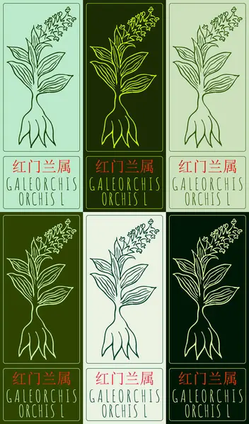 Stock vector Set of vector drawing GALEORCHIS in Chinese in various colors. Hand drawn illustration. Latin name is ORCHIS L.