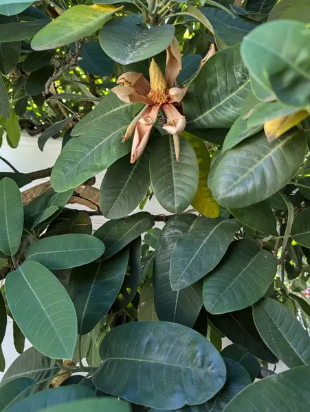 stock image Single Magnolia Delavayi's flower commonly known as Delavay's magnolia or Chinese evergreen magnolia.