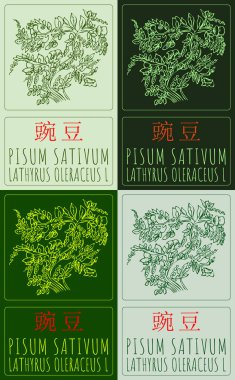 Çince 'de değişik renklerde PISUM SATIVUM çizen vektör kümesi. El çizimi çizimi. Latince adı LATHYRUS OLERACEUS L.