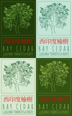 Set of vector drawing BAY CEDAR in Chinese in various colors. Hand drawn illustration. Latin name is GUAZUMA TOMENTOSA KUNTH. clipart