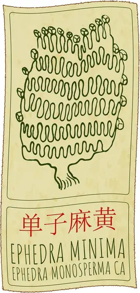 stock image Drawing EPHEDRA MINIMA in Chinese. Hand drawn illustration. Latin name is EPHEDRA MONOSPERMA CA.