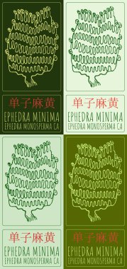 Set of vector drawing EPHEDRA MINIMA in Chinese in various colors. Hand drawn illustration. Latin name is EPHEDRA MONOSPERMA CA. clipart