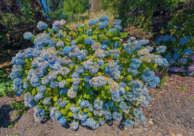 Largeleaf Hydrangea Macrophylla Blue, Portland 'da yazın. Güzel açık mavi çiçekler.