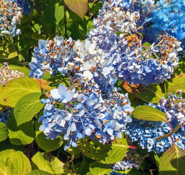 Largeleaf Hydrangea Macrophylla Blue, Portland 'da yazın. Güzel açık mavi çiçekler.