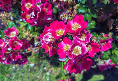 Bahçedeki güzel güller. Portland, Oregon 'daki Peninsula Park Gül Bahçesi.