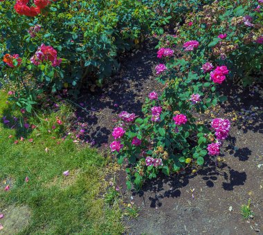 Bahçedeki güzel güller. Portland, Oregon 'daki Peninsula Park Gül Bahçesi.