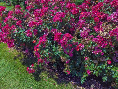 Bahçedeki güzel güller. Portland, Oregon 'daki Peninsula Park Gül Bahçesi.
