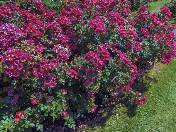 stock image Beautiful Roses in the Garden. Peninsula Park Rose Garden in Portland, Oregon.