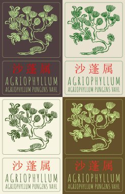 Çince birçok renkte AGRIOPHYLUM çizimi. El çizimi çizimi. Latince adı AGRIOPHYLUM PUNGENS VAHL.