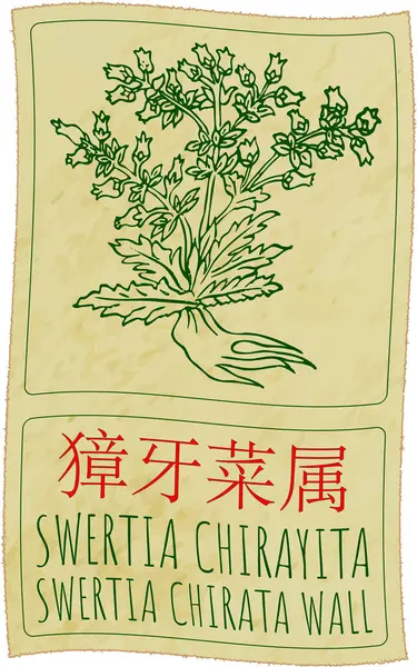 stock image Drawing SWERTIA CHIRAYITA in Chinese. Hand drawn illustration. Latin name is SWERTIA CHIRATA WALL.