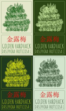Çince 'de çeşitli renklerde altın harfler çizen vektör kümesi. El çizimi çizimi. Latince adı DASIPHORA FRUTICOSA L.