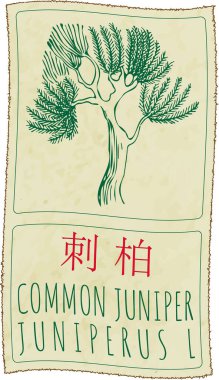 Çince COMMON JUNIPER çiziyor. El çizimi çizimi. Latince adı JUNIPERUS L.