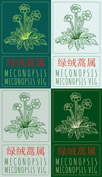 stock vector Set of vector drawing MECONOPSIS in Chinese in various colors. Hand drawn illustration. Latin name is MECONOPSIS VIG.