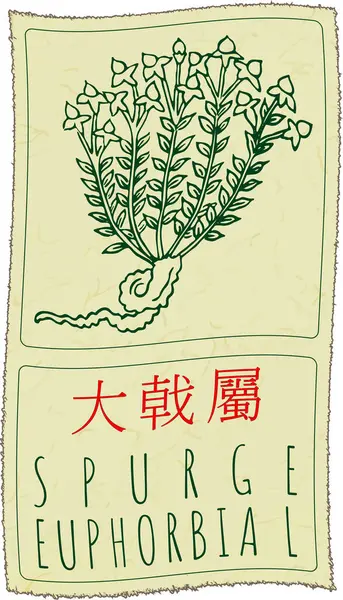 stock vector Vector drawing SPURGE in Chinese. Hand drawn illustration. Latin name is EUPHORBIA L.