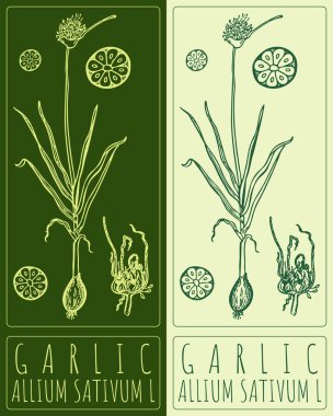 GARLIC 'i çiziyorum. El çizimi çizimi. Latince adı ALLIUM SATIVUM L.