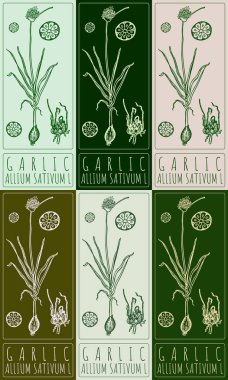 Çeşitli renklerde GARLIC çizimi. El çizimi çizimi. Latince adı ALLIUM SATIVUM L.