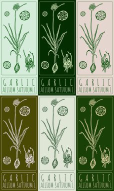 GARLIC 'i çeşitli renklerde çizen vektör kümesi. El çizimi çizimi. Latince adı ALLIUM SATIVUM L.