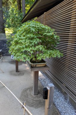 Portland, Oregon, ABD - 07.12.2024: Portland Japon Bahçesi Portland, Oregon, ABD 'de bulunan geleneksel bir Japon bahçesi..