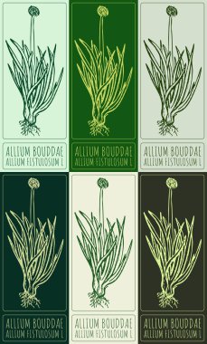 Çeşitli renklerde WELSH ONION çizen vektör kümesi. El çizimi çizimi. Latince adı ALLIUM FISTULOSUM L.