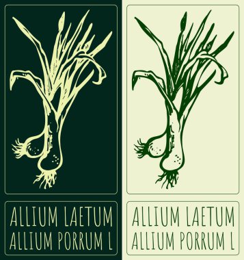 ALLIUM LAETUM çiziliyor. El çizimi çizimi. Latince adı ALLIUM PORRUM L.