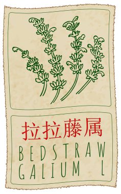 Vector drawing BEDSTRAW in Chinese. Hand drawn illustration. Latin name is GALIUM L. clipart