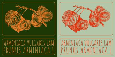 ARMENIACA VULGARIS LAM çiziliyor. El çizimi çizimi. Latince adı PRUNUS ARMENIACA L