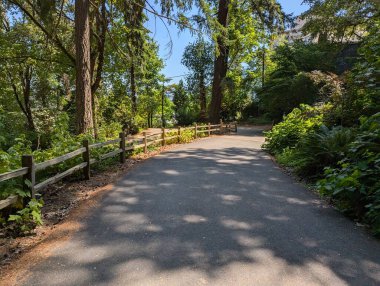 Oregon 'daki Washington Park. Parktaki orman ve bitki örtüsü manzarası.